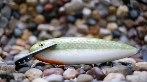 Mattlock 8five Tennessee Shad